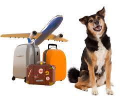 International Pets Relocation Services